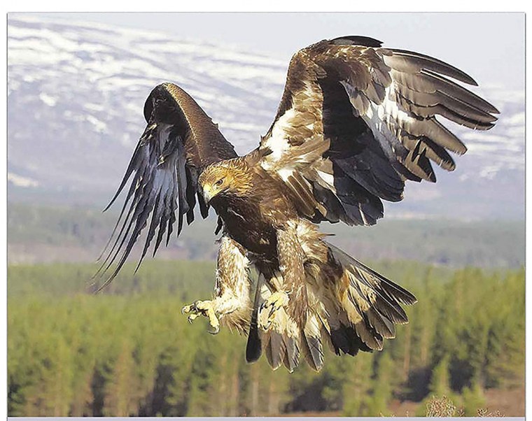 Горный Беркут