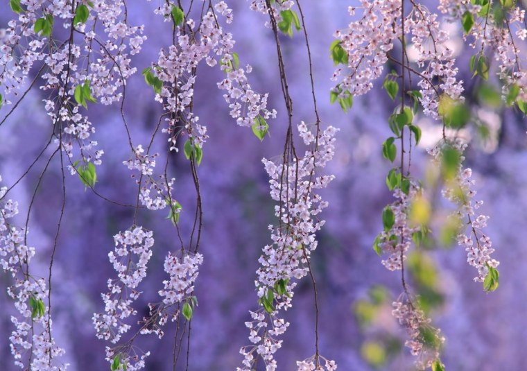 Глициния китайская