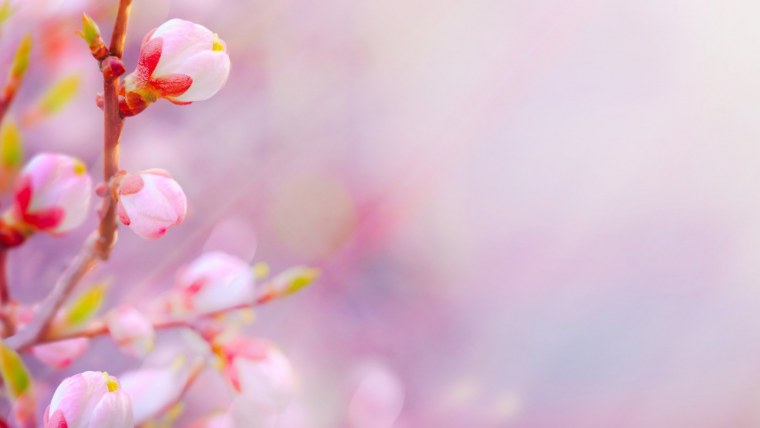 Нежные весенние цветы