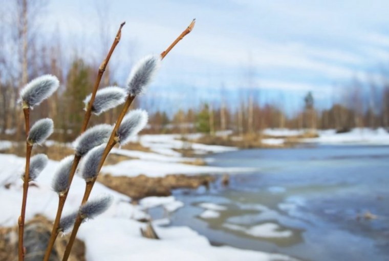 Верба ранней весной