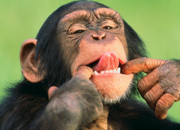 Смешные обезьяны