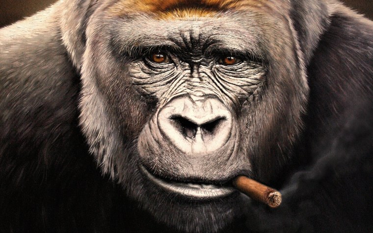 Крутая горилла