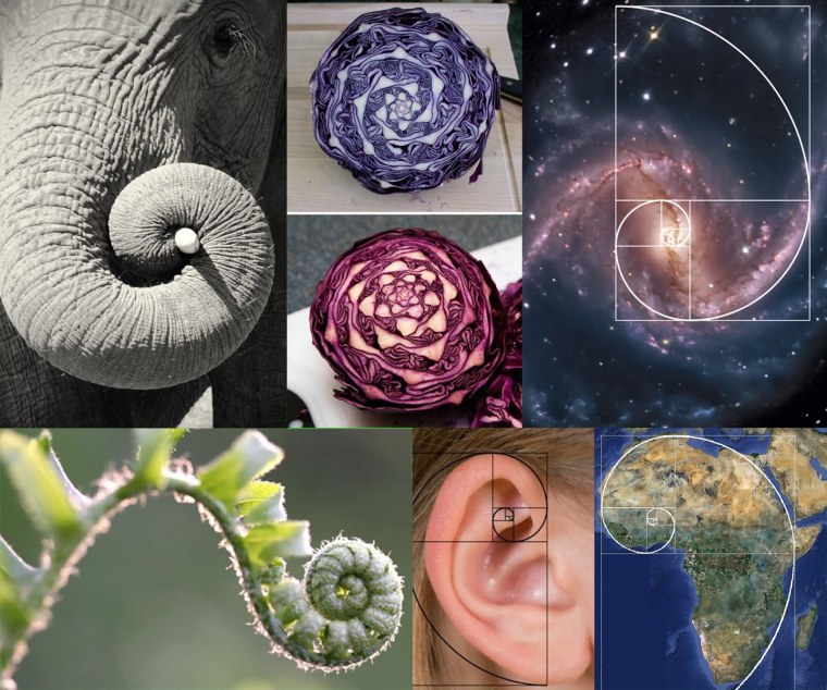 Спираль Фибоначчи в природе и искусстве