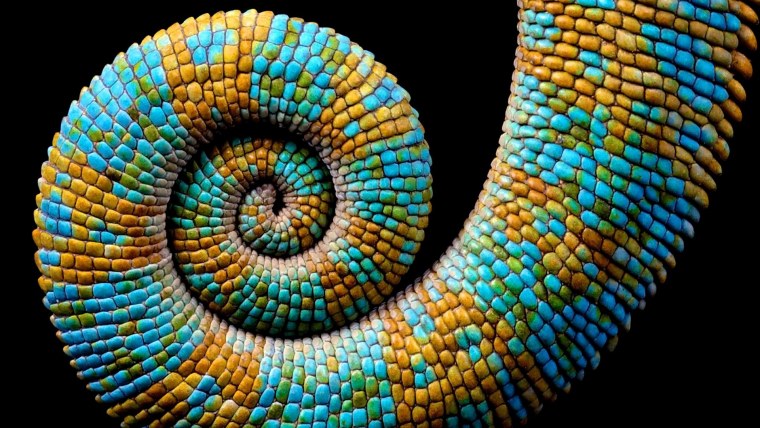 Джейсон Пэджетт Фракталы