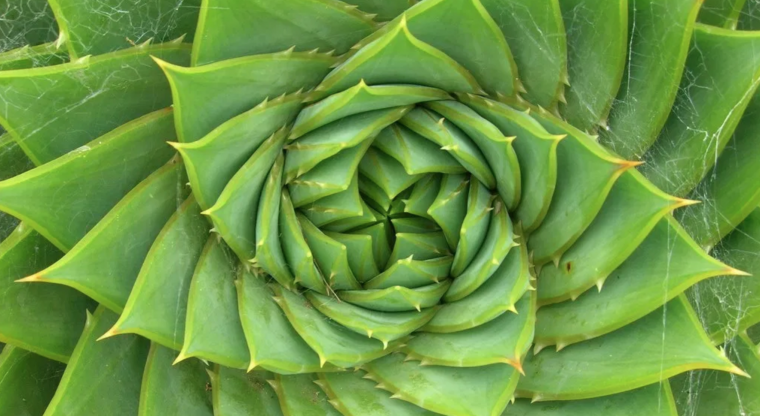 Спираль Фибоначчи