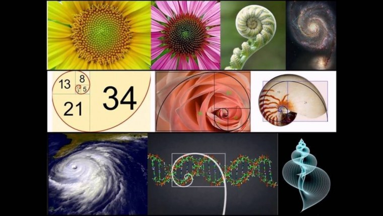 Число Фибоначчи Золотая спираль