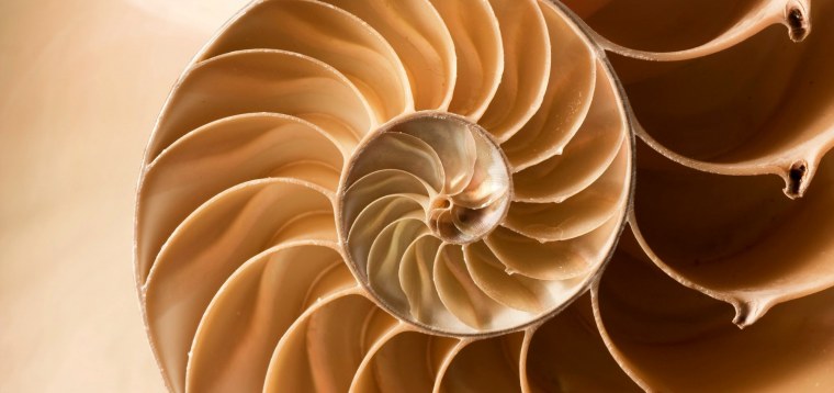 Раковина Фибоначчи