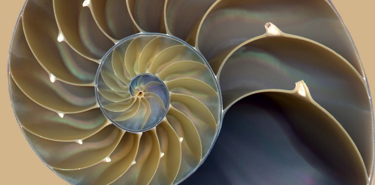 Природа Фибоначчи Wallpaper