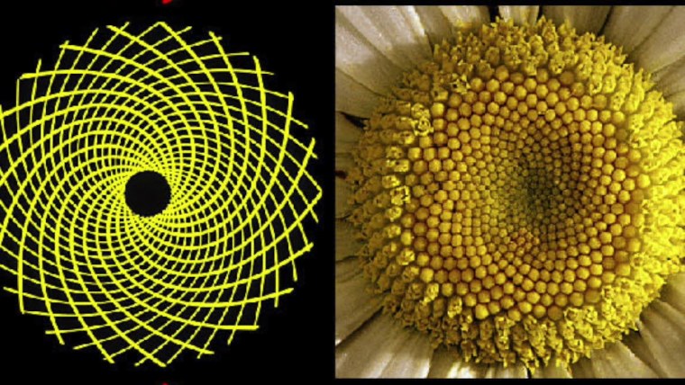 Числа Фибоначчи в природе и жизни