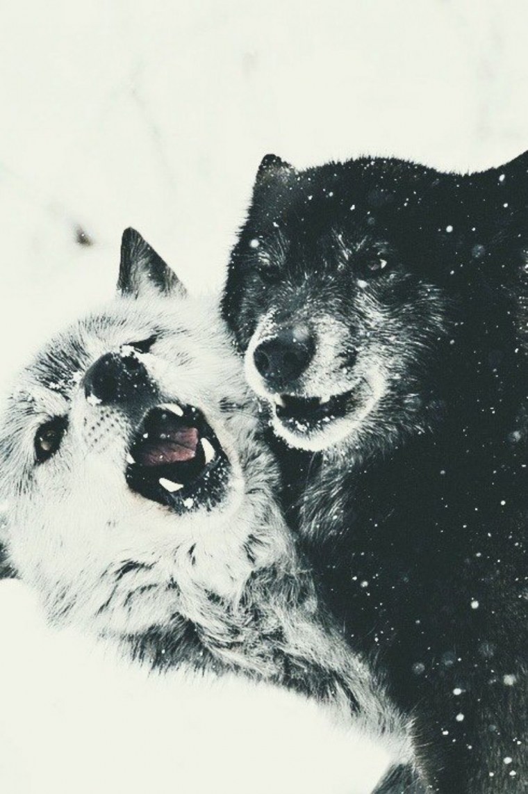 Черный волк и волчица