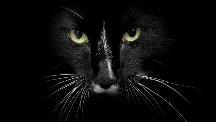 Морда черного кота