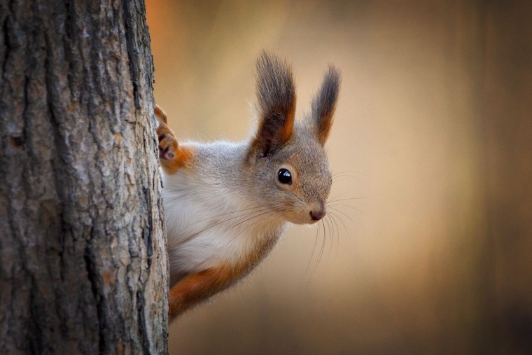 Грустная Белочка картинки