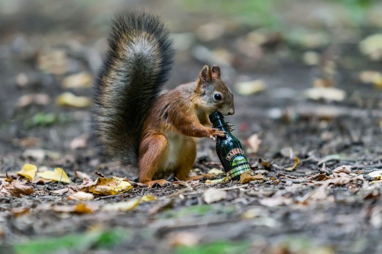 Обиженная белка