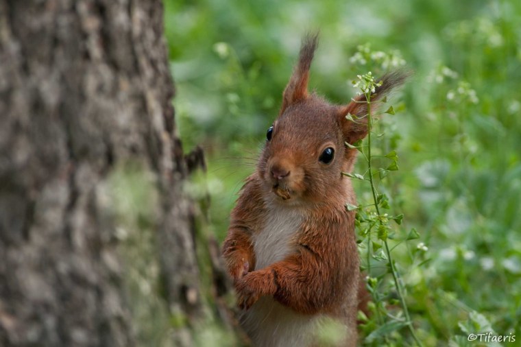 Сердитая белка