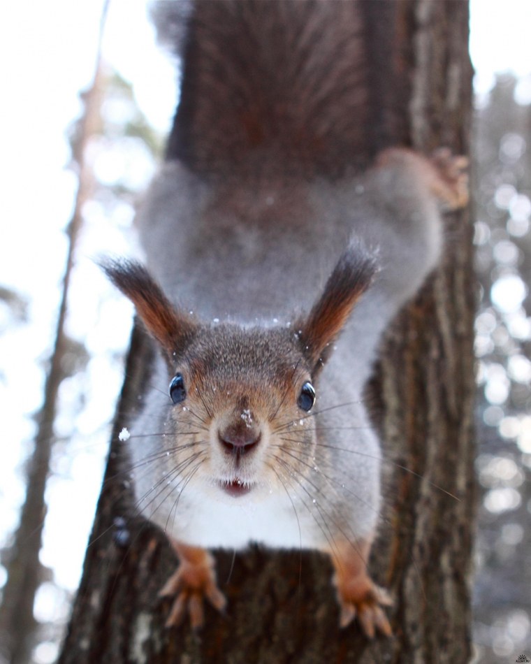 Грустная белка