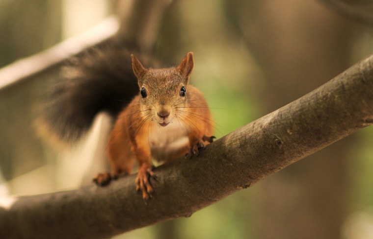 Грустная белка