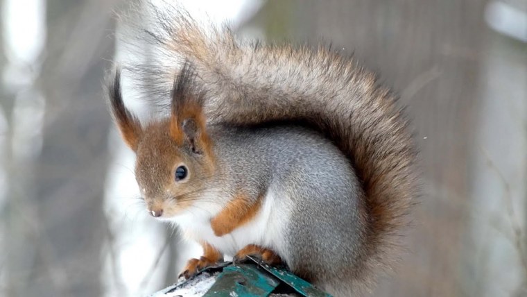 Обиженный бурундук