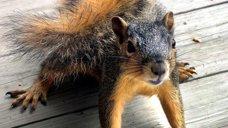 Орехи на елке