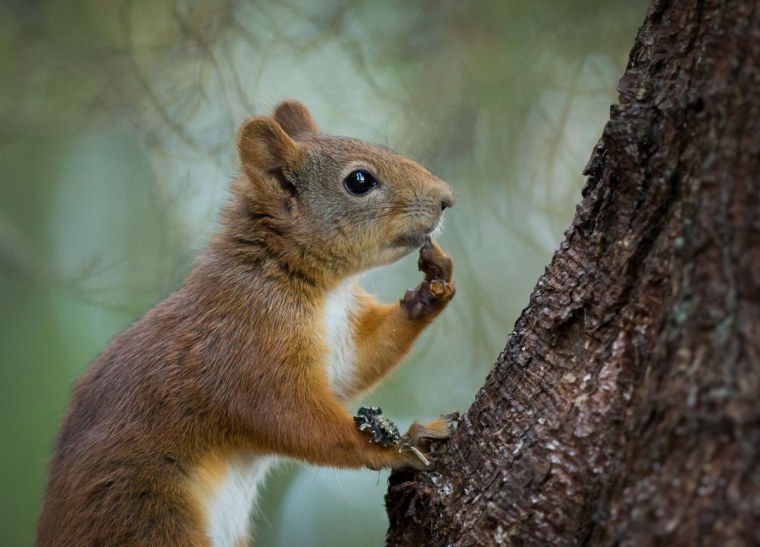 Я обиделась белка
