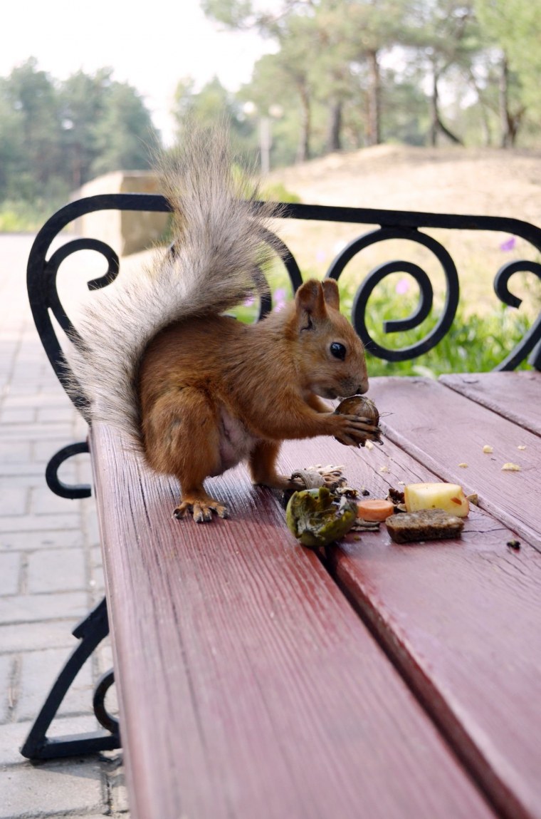 Грустная Белочка картинки