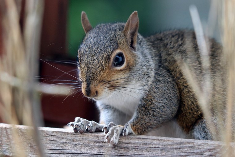 Грустная белка