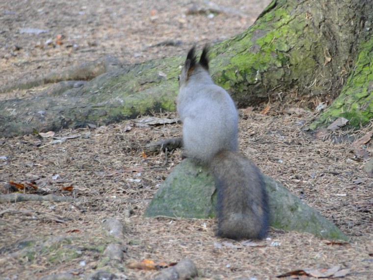 Королевская белка