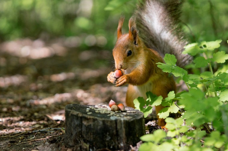 Мышиная белка