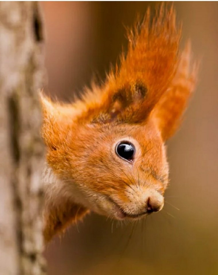 Белка лежит