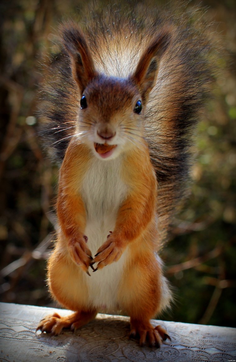 Дикая белка