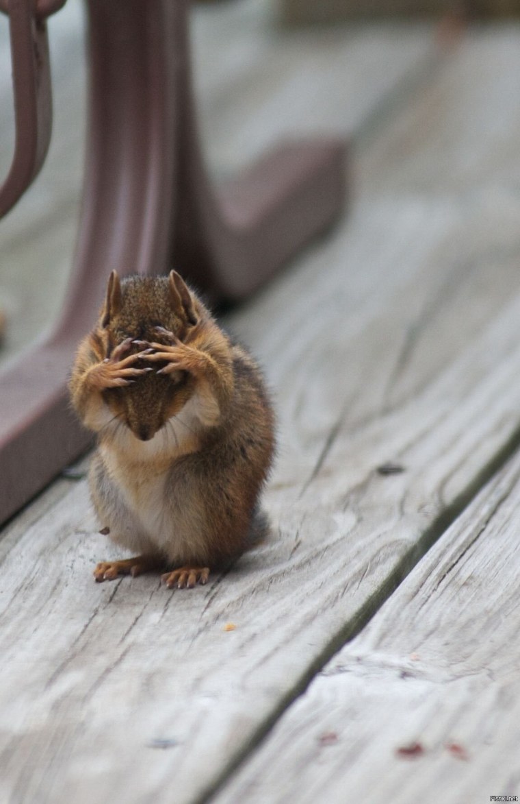 Голова белки