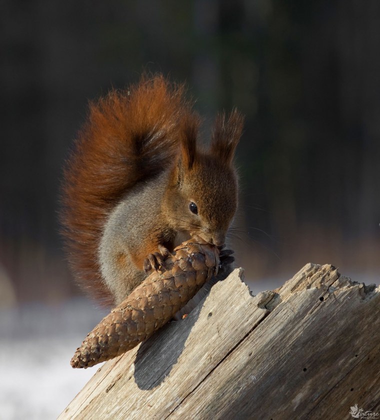 Грустный Бельчонок
