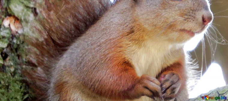 Белка смотрит в камеру