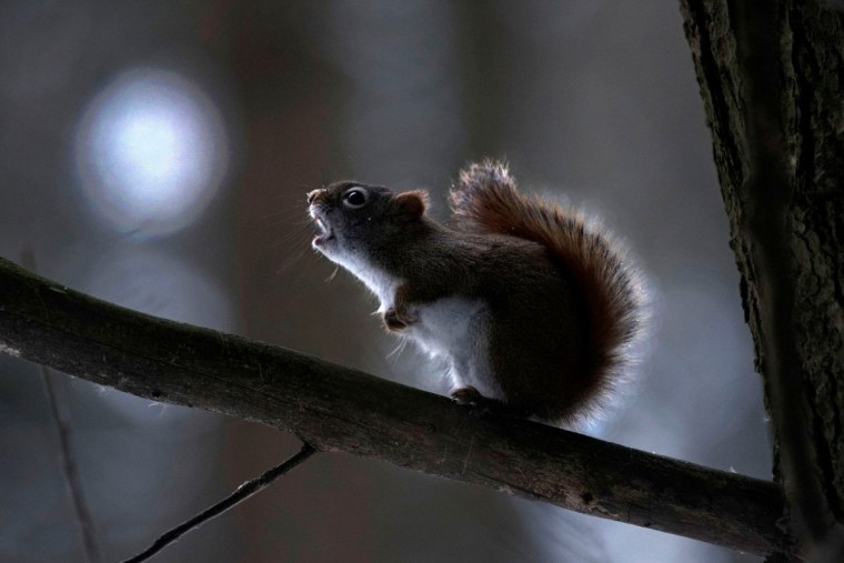 Белочка обиделась