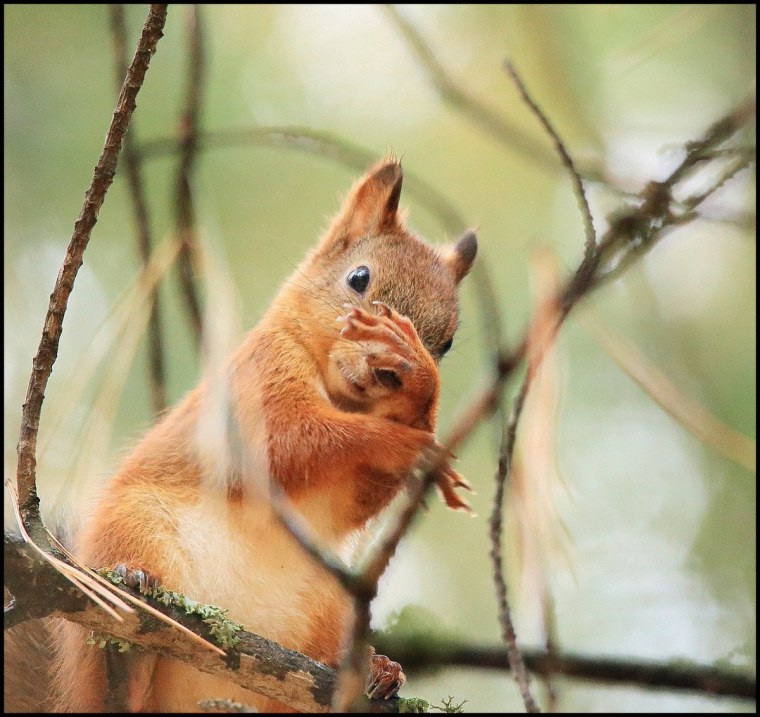 Пушистые белочки и милые