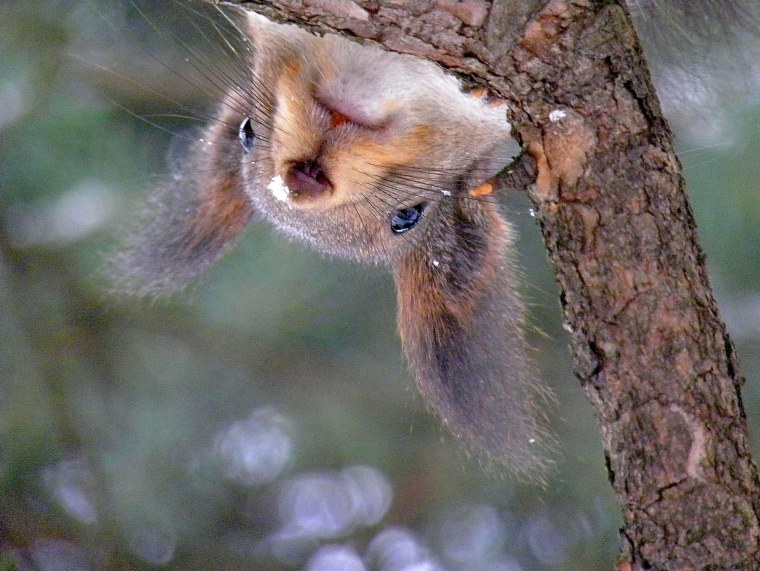 Белка обиделась