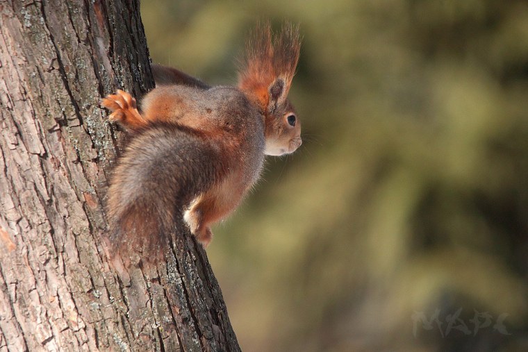 Любопытная белка