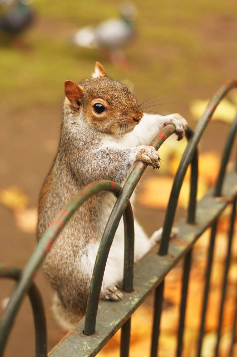 Белка ночью