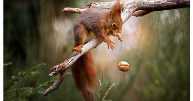 Орешки для белки