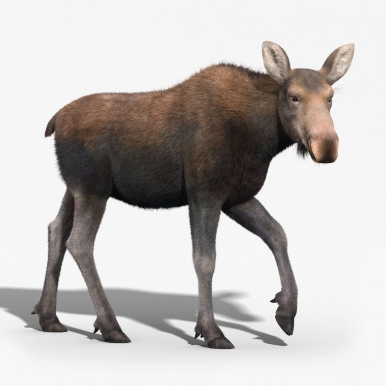 Фигурка Safari Ltd Лось 113289