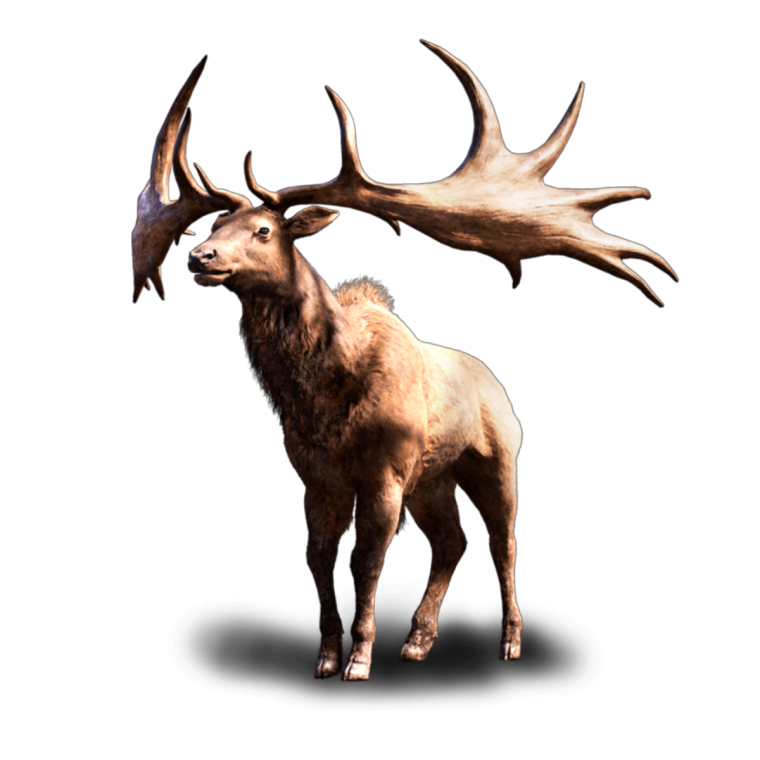 Головы животных на белом фоне