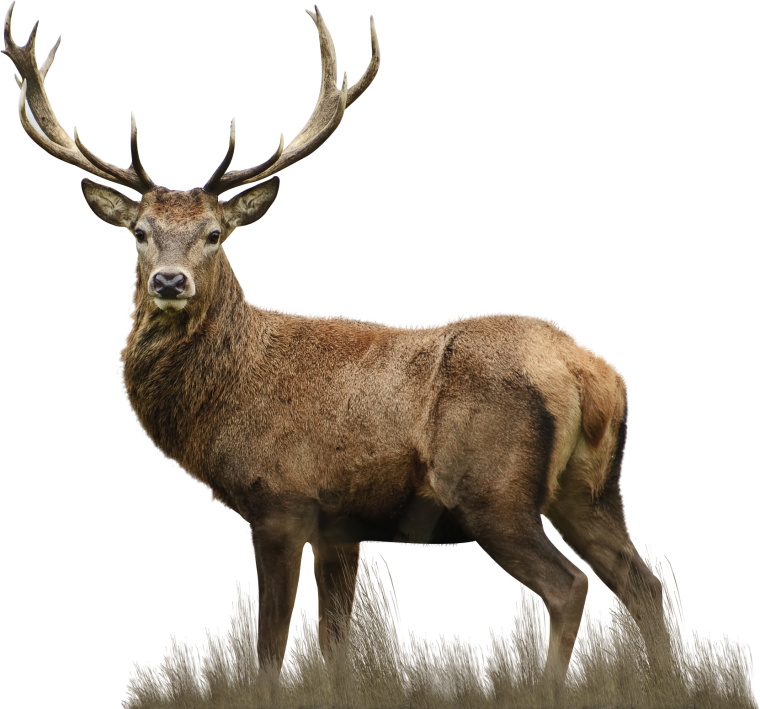 Лось для детей