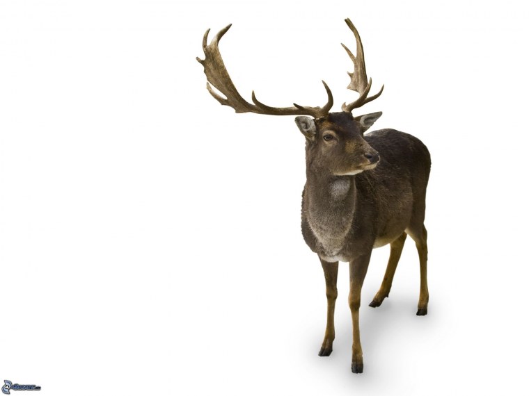 Северный олень вектор