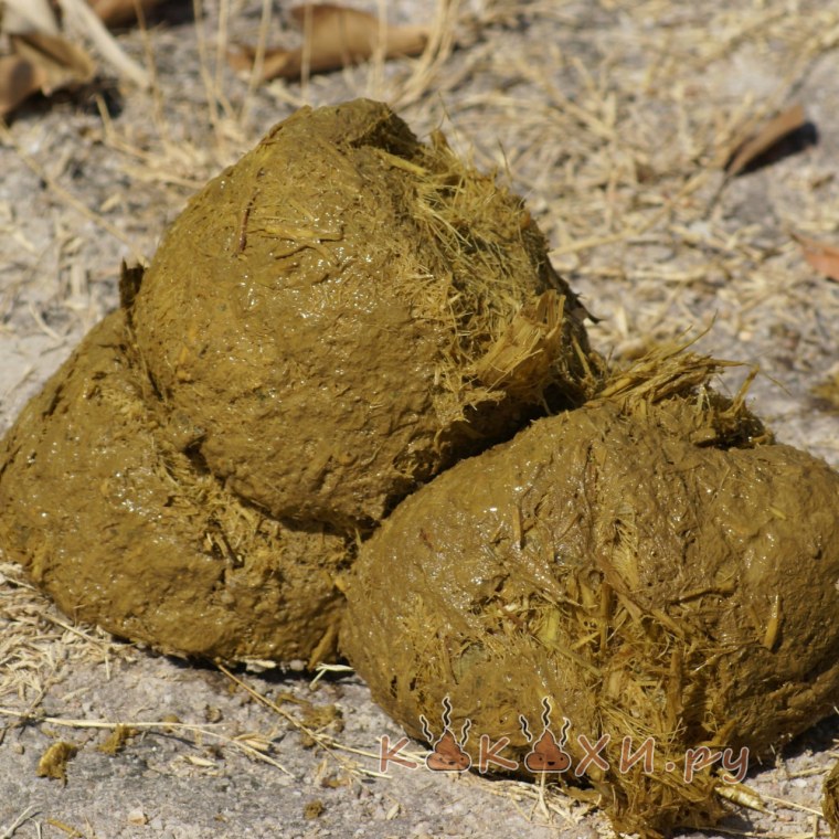 Фотографию настоящей какашки