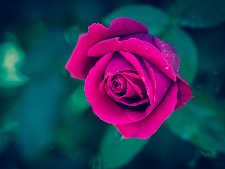 Девушка с цветами в голове