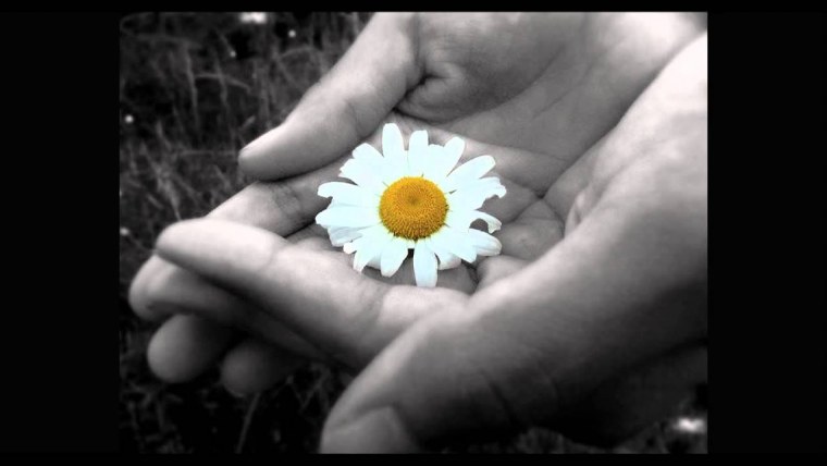 Ромашка на ладони