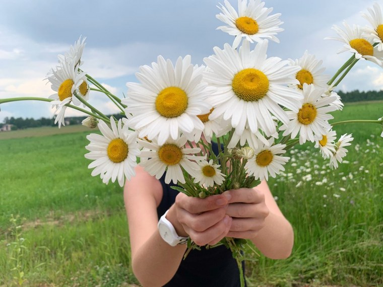 Ромашки в руках