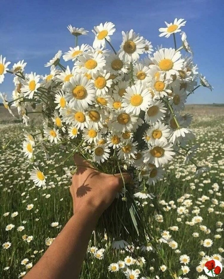 Букет ромашек в руках