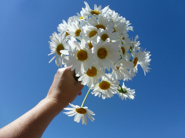 Ромашка на ладони