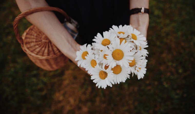 Цветы ромашки букет