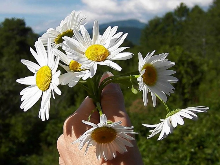 Ромашка на ладони